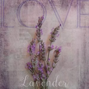 lavender graphic design clip